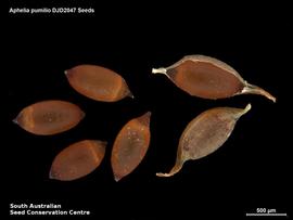   Seeds:   Aphelia pumilio ; Photo by South Australian Seed Conservation Centre, used with permission 
